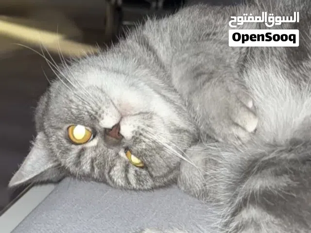 للتبني انثي قطوه عمرها 3 سنوات