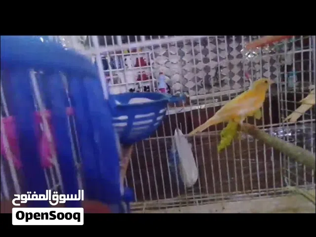 عصافير كنار