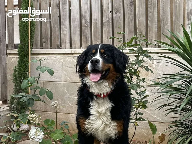 للبيع mountain bernese
