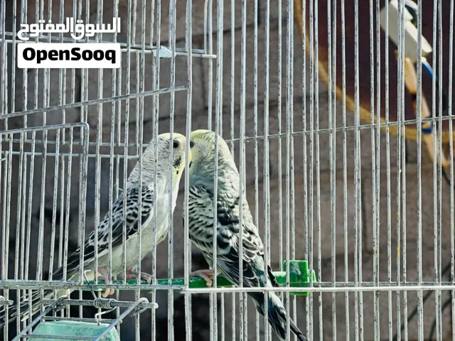 السلام عليكم ورحمة الله وبركاته متاح جوز تركيبة ربي يبارك