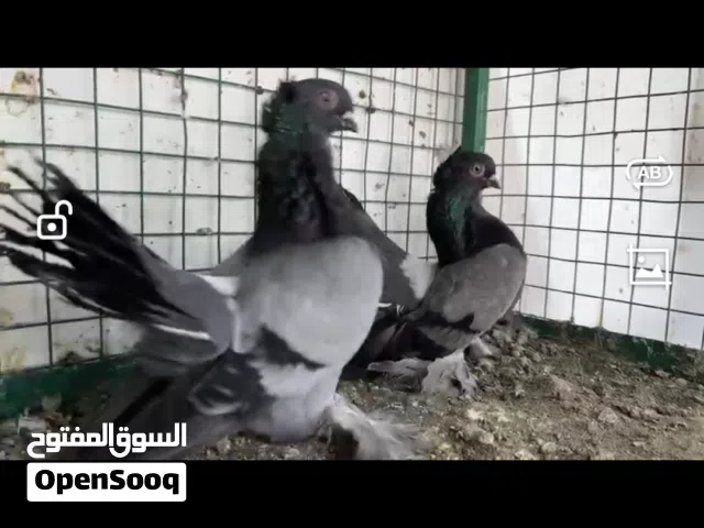 تركيب جديد ذكر انثه بلو بار