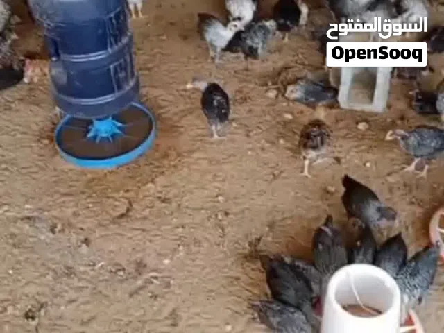 عندي صوصان دجاج فيومي العمر 40 يوم