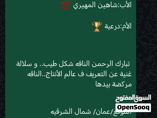 ناقة إنتاج الي يبا ينتج النوعيات