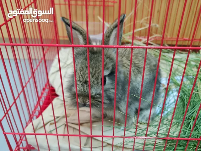 Rabbit Tamed and Friendly, including a white cage