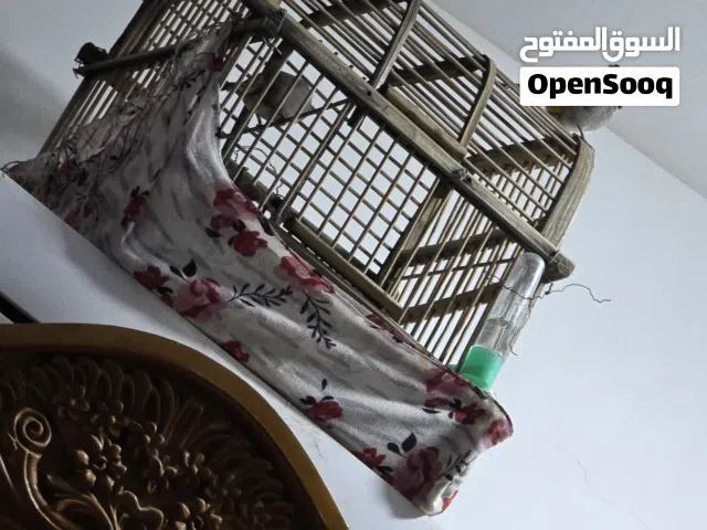 بلبل فحل للبيع تغريد لسانات حلو