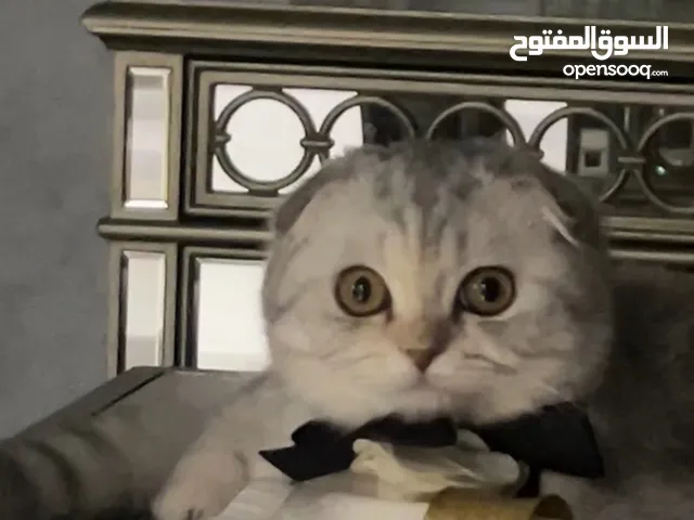free cat for adaption