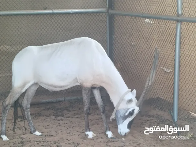 المها ذكر وانثي