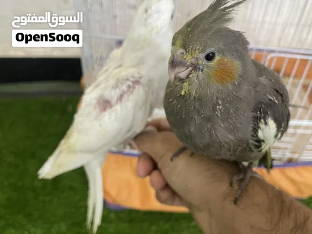انتاج عراقي هذني امهاتهن موجودات طيور كله الفه وحلوات