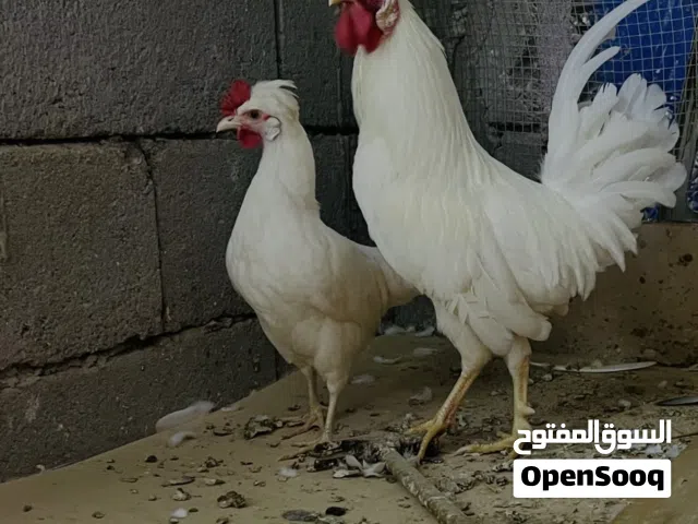 ديج ودجاجة كويتيات