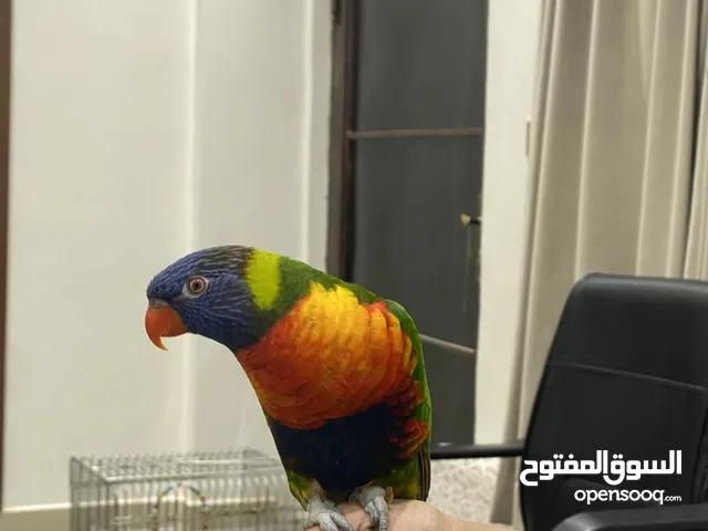 طير لوري للببع