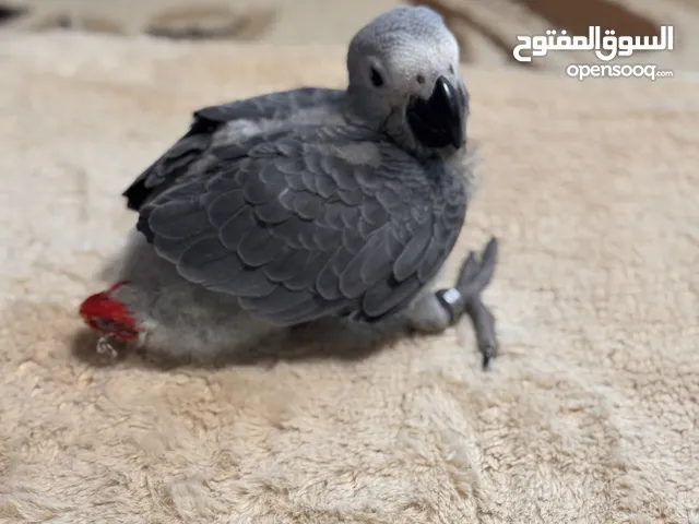  فرخ كاسكو إنتاج محلي - African gray parrots local breeding