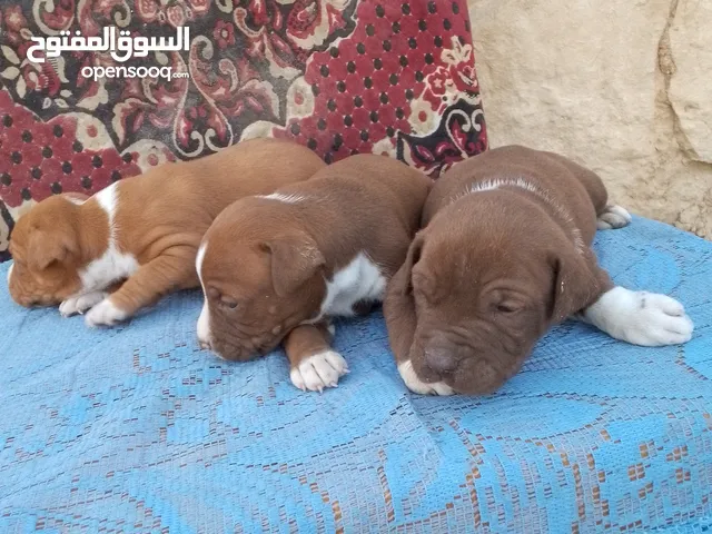 للبيع الزرقاء عمر شهر الحبه 100