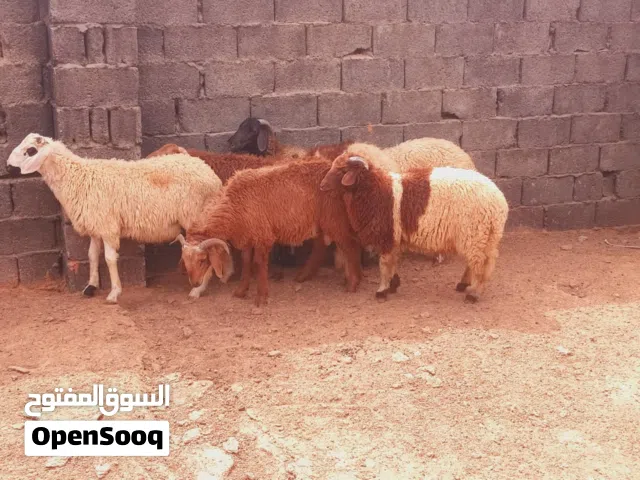 سته خرفان الله يبارك