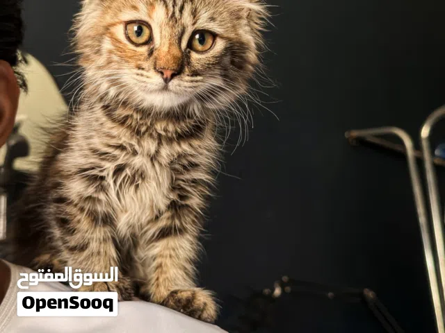 قط للبيع 30 قابل