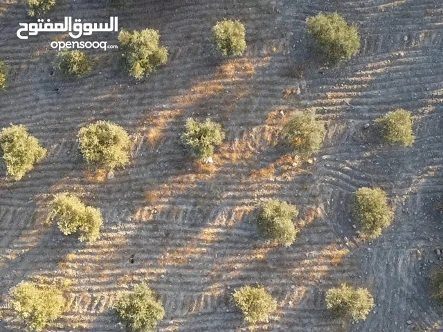 تملك ارض مزروعه مميزه للبيع في عنيبه 3 دونمات و 400 م موقع مميز على شارعين ارض منبسطه ومطله
