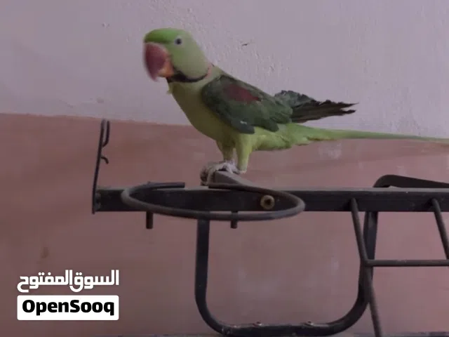 ببغاء نيبالي ذكر اليف متكلم للبيع مع القفص ماله