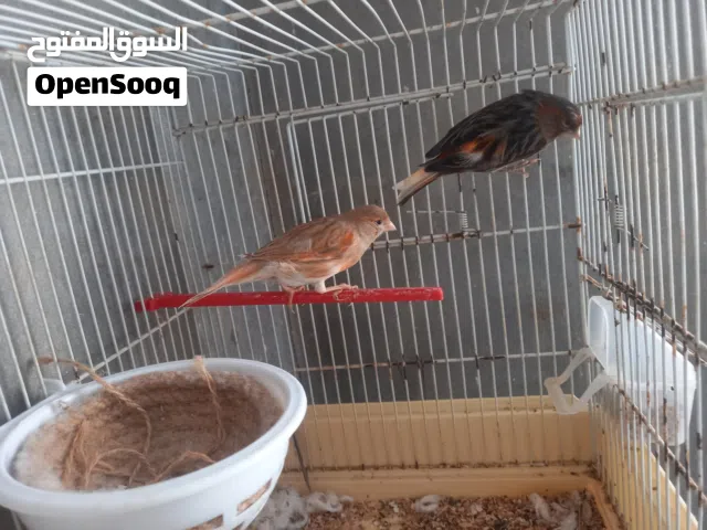 السلام عليكم ورحمة الله وبركاتة كوبية كناري ذكر اغات ونتاية مهرج كوبية ماشاءالله واتيا لبيع