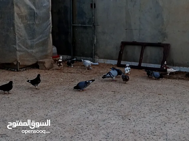 محمد عماد مسعود الغراري