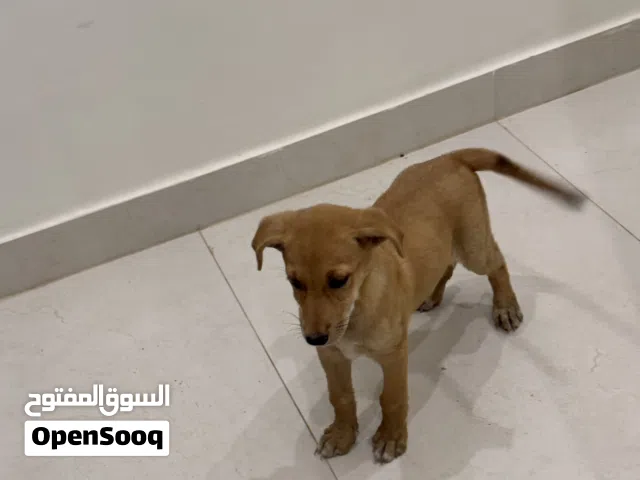 كلب جرو للتبني