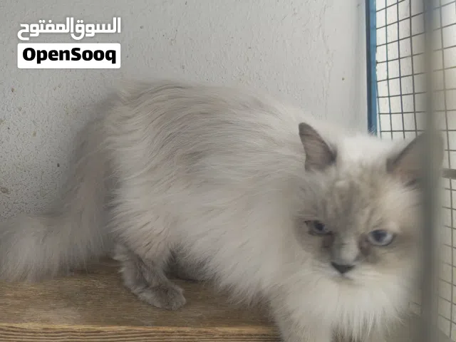 قطة هملايا انثى عيون زرقاء للبيع او البدل بطيور