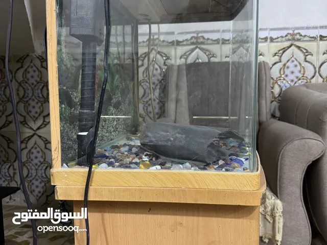 حوض سمك قياس 40*60 يحتوي على ميز ذو البابين