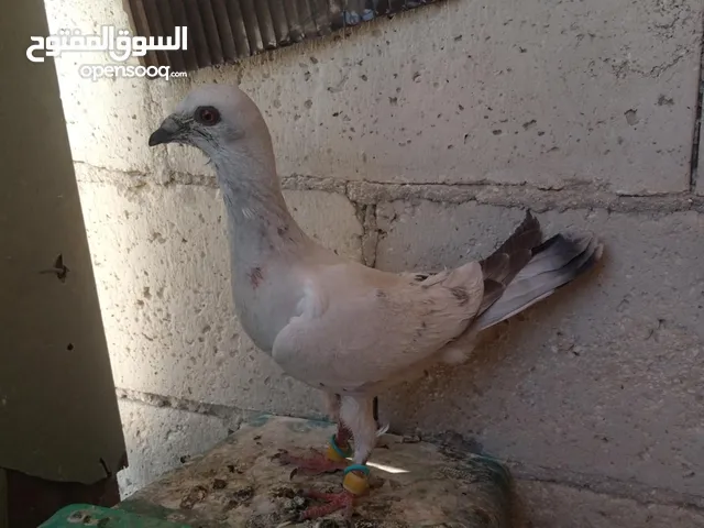 اربع فراخ للبيع بسعر حرق الحرق الحبة ب3 دنانير والبيع للكوم
