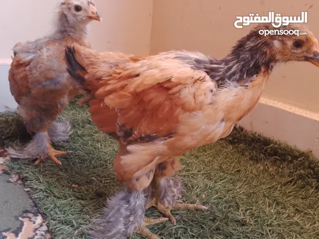 دجاج براهما