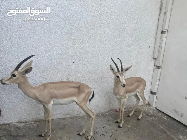BABIES DEER