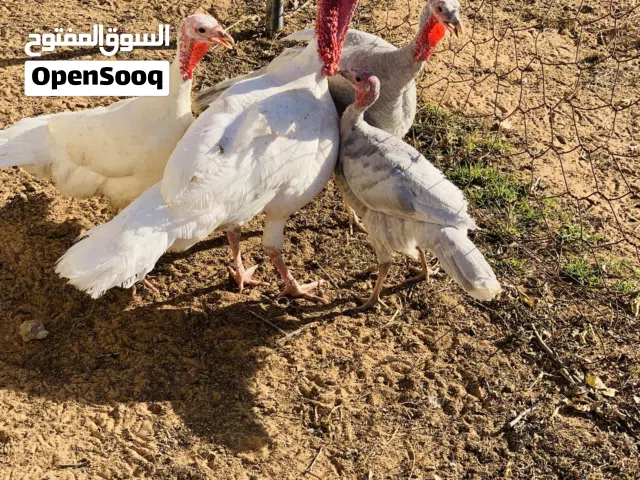 السلام عليكم ديك رومي