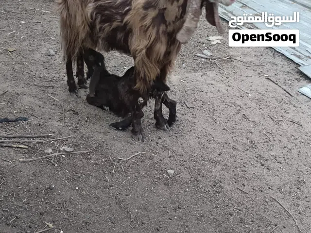 صخلة ضروبة أفغاني ثاني بطن خشنة اقرأ الوصف