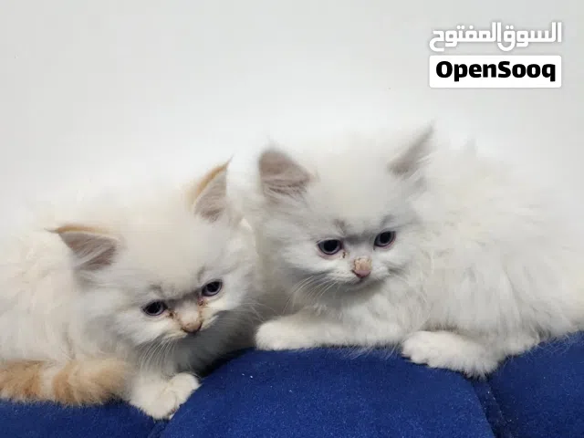 هملايا اورنج