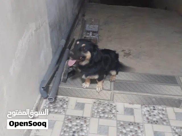 كلب للبيع عمره سنه