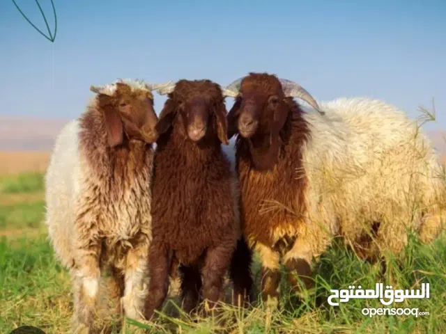 للبيع ذبايع خرفان نعمي نجدي تيوس محلي