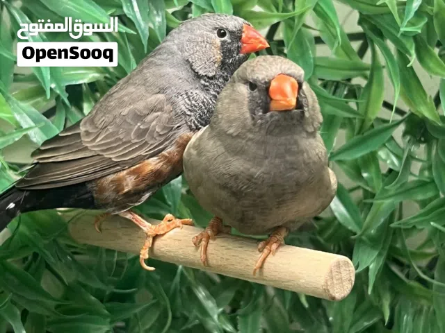 ممنوع الاتصال رجاء