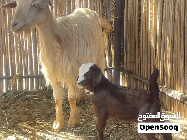 شاه جاموديه تحته تيس