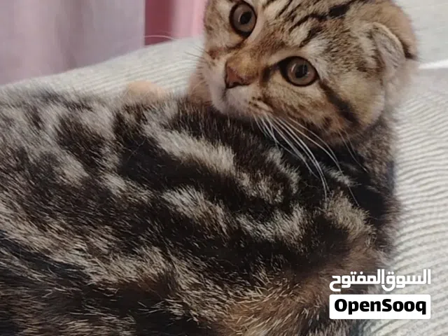 قطة سكوتش فولد