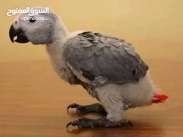 من فضل الله متوفر فراخ كاسكو زق يدوي