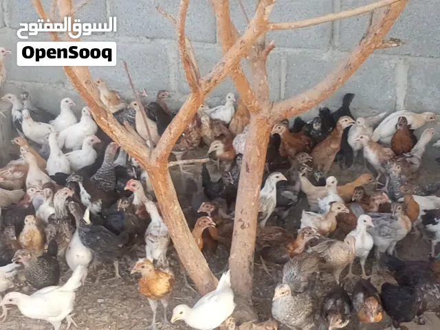 بيع دجاج عماني ب1ریال الحق ما تلحق العمر شهرين اقرا الوصف