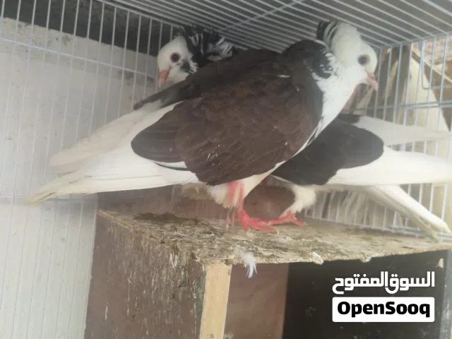 بيع الطيور وانواع الحمام