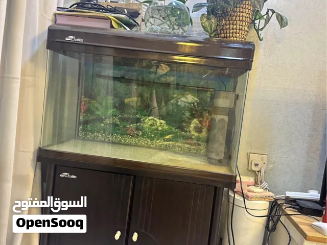 Fish Aquarium