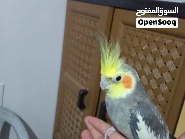 كوكتيل زكر أليف 100٪