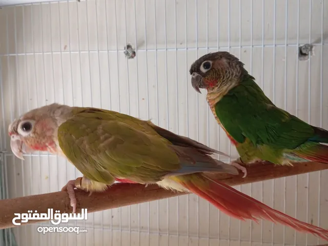 Conure pair for sale
