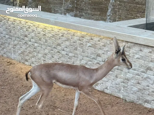 غزال ذكر الدماني لبيع