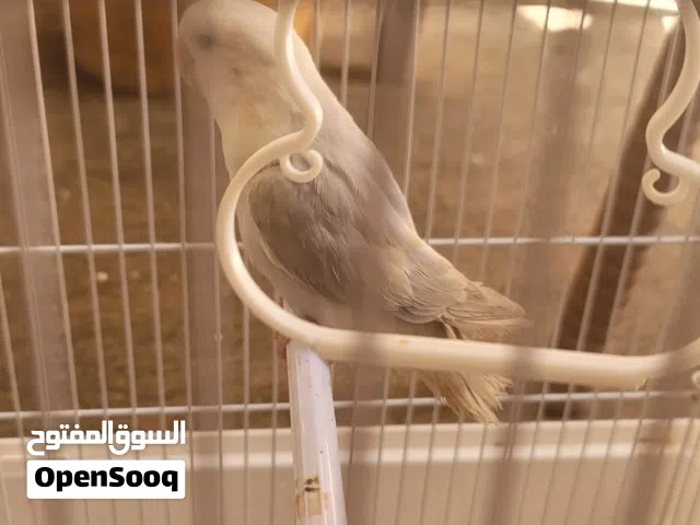 عصفور روزللبيع