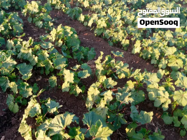 شاي الفيرمي كومبوست المعدل بتركيبته الخاصه