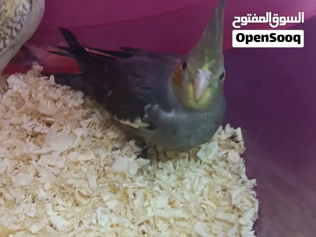 السلام عليكم ورحمه الله وبركاته بغباء الكروان للبيع اربع طيور