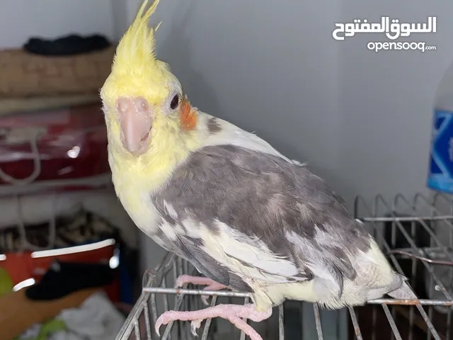 ببغاء كوكتيل ذكر فحل مصبع اقراء الاعلان كويس