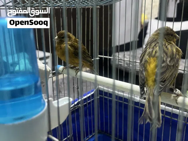 مخاليف للبيع لعدم التفرغ