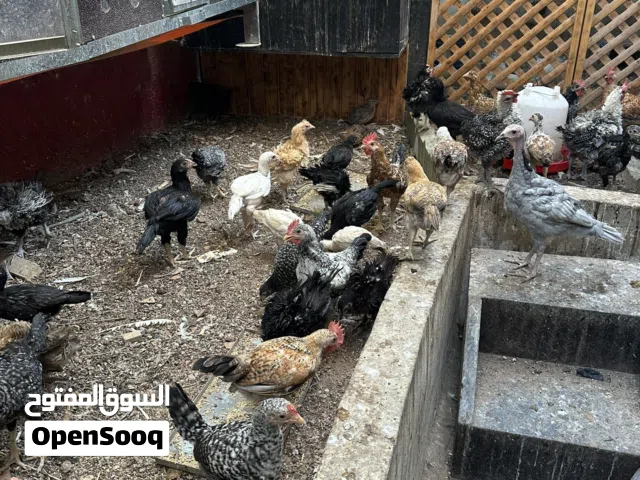 دجاج بلدي ومفتل ومشكّل للبيع يتمتع بصحة ممتازة وتغذية جيده