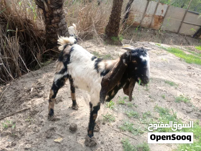 صخول افغانيات نثية وفحل عمر 5اشهر صحا ونشاط خير من الله ملات بيت